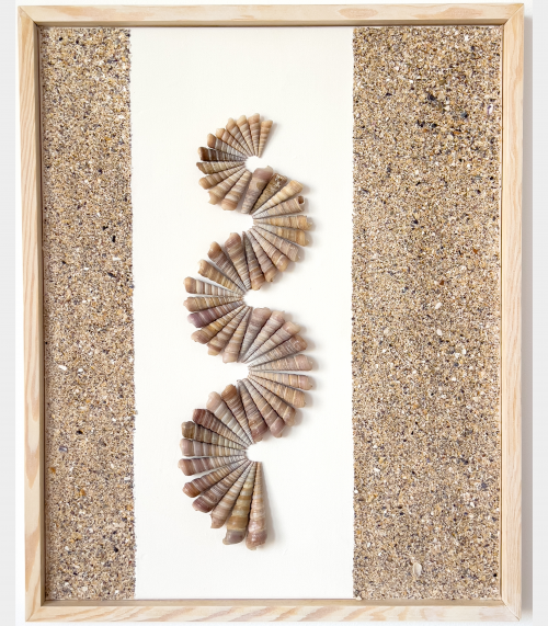 Shells and Sand